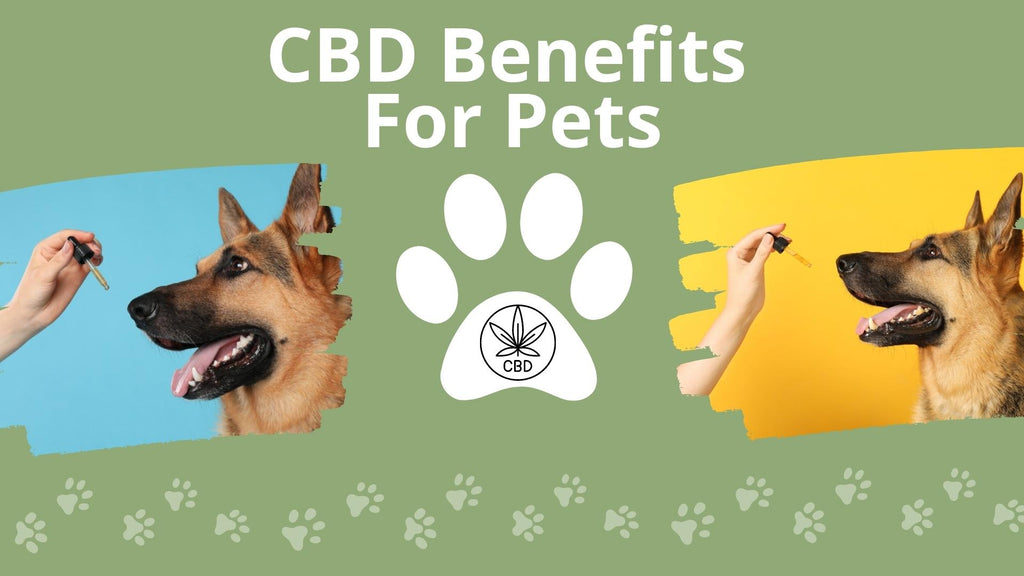 CBD Benefits For Pets